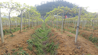 2014年 成立六盘水喀斯特农业科技开发有限公司